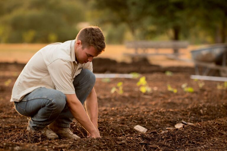 Young hazelnut orchard with freshly planted hazelnut trees and rich soil.