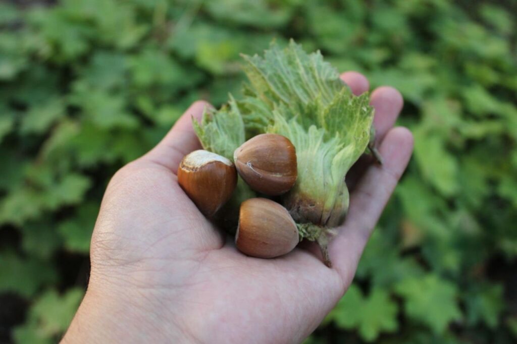 A hand holding fresh hazelnuts still in their green husks, against a background of green foliage.