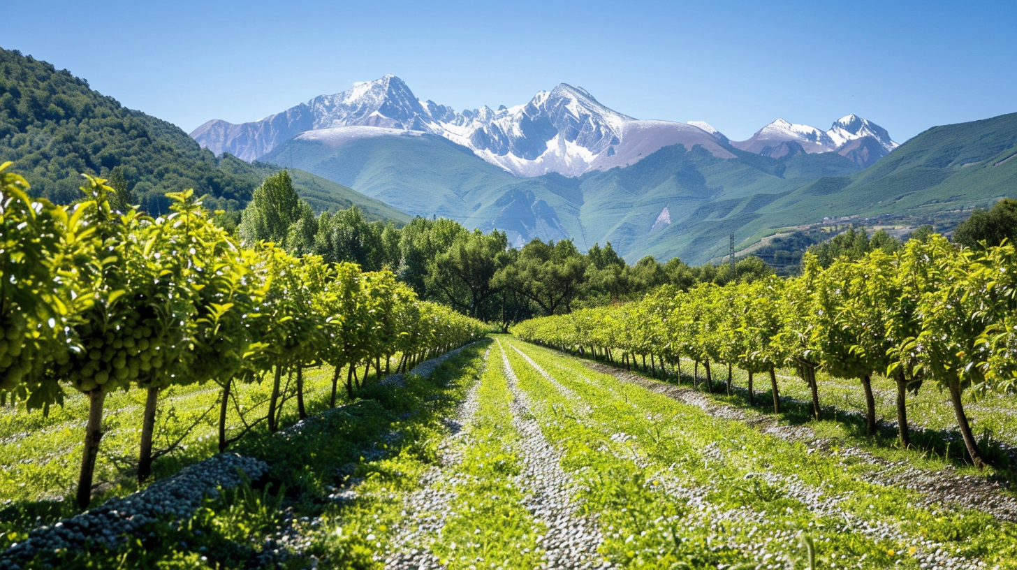 A lush hazelnut orchard in a northern climate with snow-capped mountains in the background.