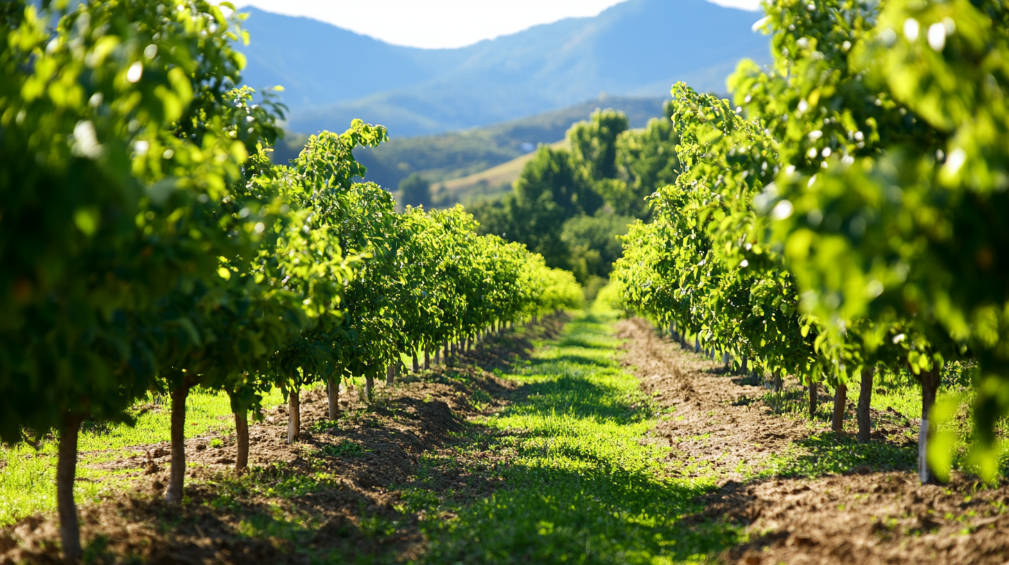 A well-maintained hazelnut orchard with an irrigation system and healthy trees, set against a backdrop of mountains and natural sunlight.